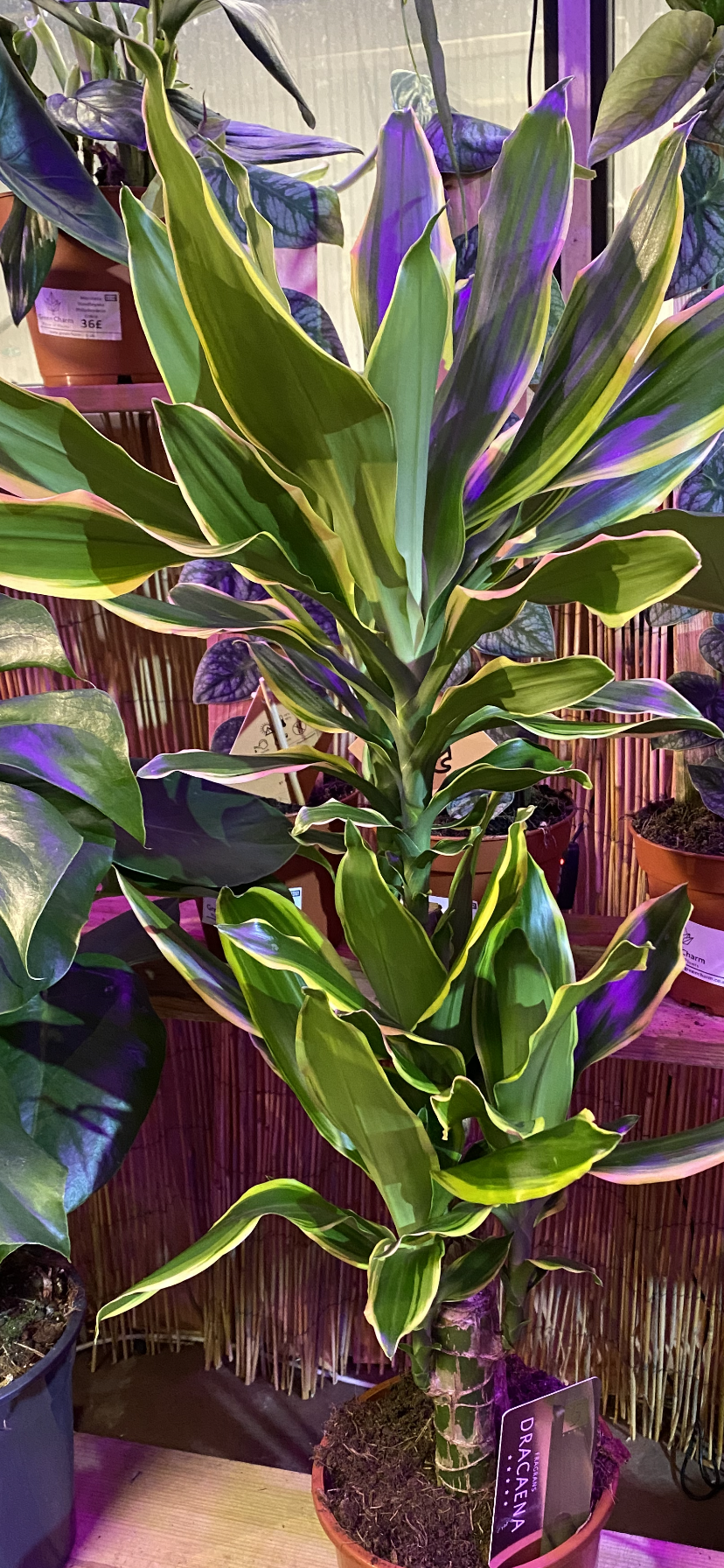 Dracaena Fragrans Golden Coast 80 cm  Green Charm House of Plants