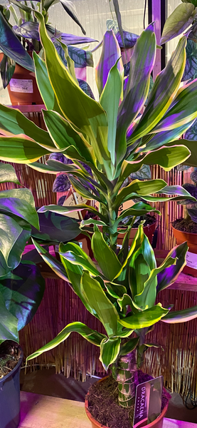 Dracaena Fragrans Golden Coast 80 cm