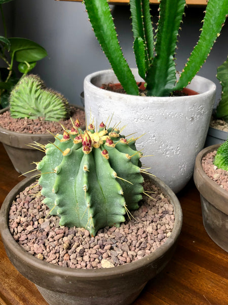 Ferocactus Glaucescens Inermis Blue Barrel Cactus Rare