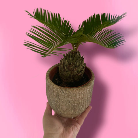 Cycas Revoluta Sago Palm 30 cm