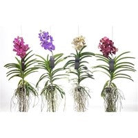 Vanda - Air Orchid extra large 80cm