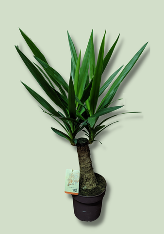 Yucca Elephantipes Overig Easy Beginner Friendly Plant 90 cm